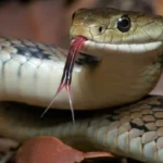 إثيوبيا: ثعبان غامض حيّر العلماء 7 سنوات والـDNA كشف المفاجأة