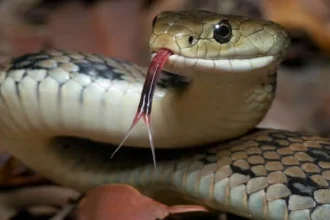 إثيوبيا: ثعبان غامض حيّر العلماء 7 سنوات والـDNA كشف المفاجأة