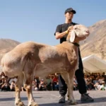 مليون دولار لكبش «أراشان».. صفقة تهز أسواق آسيا الوسطى