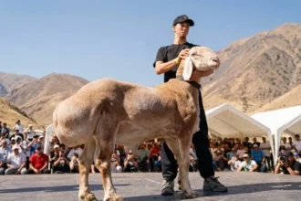 مليون دولار لكبش «أراشان».. صفقة تهز أسواق آسيا الوسطى