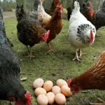 من سبق الآخر؟ العلم يضع نهاية للغز الدجاجة والبيضة