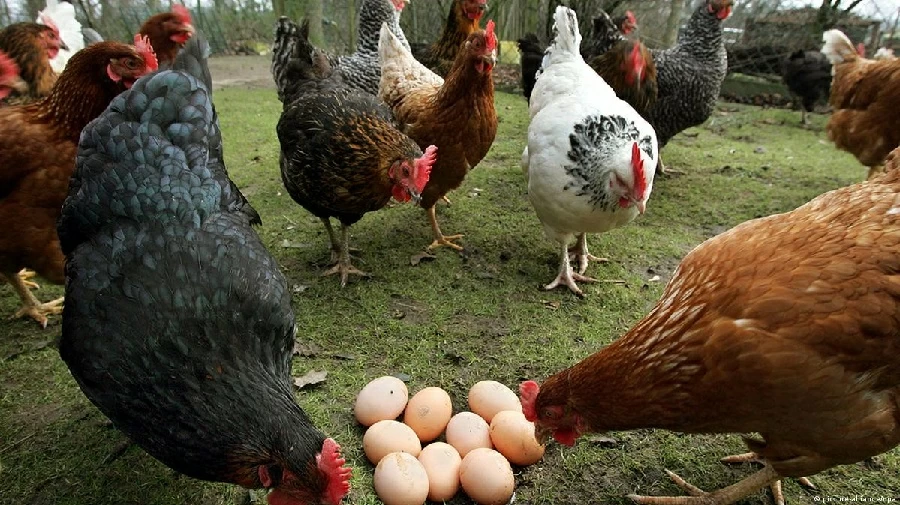 من سبق الآخر؟ العلم يضع نهاية للغز الدجاجة والبيضة