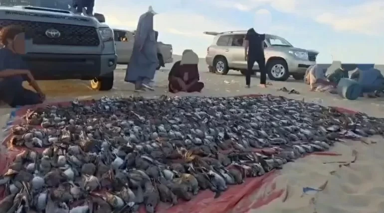 ظاهرة عربية.. الصيد الجائر يلتهم أسراب الطيور المهاجرة