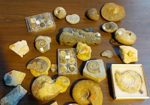 أخفوها بين أدوات منزلية.. ضبط 222 أحفورة عمرها 110 ملايين سنة