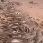 أسماك تطفو فجأة في صحراء الجزائر!.. مشهد محيّر