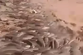 أسماك تطفو فجأة في صحراء الجزائر!.. مشهد محيّر