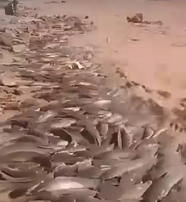 أسماك تطفو فجأة في صحراء الجزائر!.. مشهد محيّر
