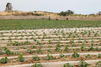 تضرر 87.6% من الأراضي الزراعية بغزة بسبب العدوان الإسرائيلي والحصار يهدد بتوقف الإنتاج​ 