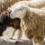 المفرق: دعوة مربي الثروة الحيوانية لتجديد دفاتر حيازة الأغنام