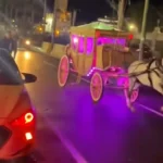 حصان يهرب بعروسين في الإسكندرية.. والزفة تنتهي بانقلاب «الحنطور»