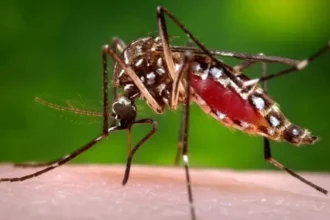 تفشٍ قياسي لحمى الضنك في فلوريدا.. أكثر من 250 إصابة محلية