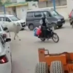 كأنها تطالب بحقها.. بقرة تطارد بائع حليب بأقصى سرعة