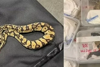 مفاجأة في مطار مسقط.. ضبط أفاعٍ نادرة بحوزة مسافر